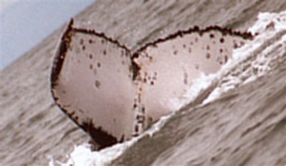 This 2001 photo, released by F. Johansen and taken in Madagascar, shows a female humpback whale's tail fin, commonly known as a "fluke." This photo was used to identify a whale that traveled 6,200 miles from coastal Brazil to waters off the African island of Madagascar.